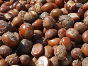 Raw Shea Nut Export